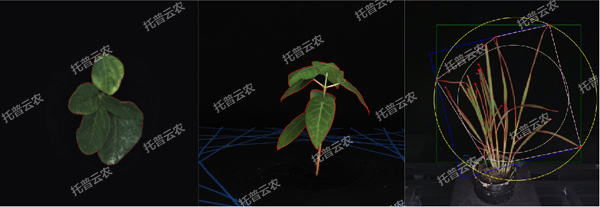 溫室型高通量植物表型采集分析平臺-2維.jpg